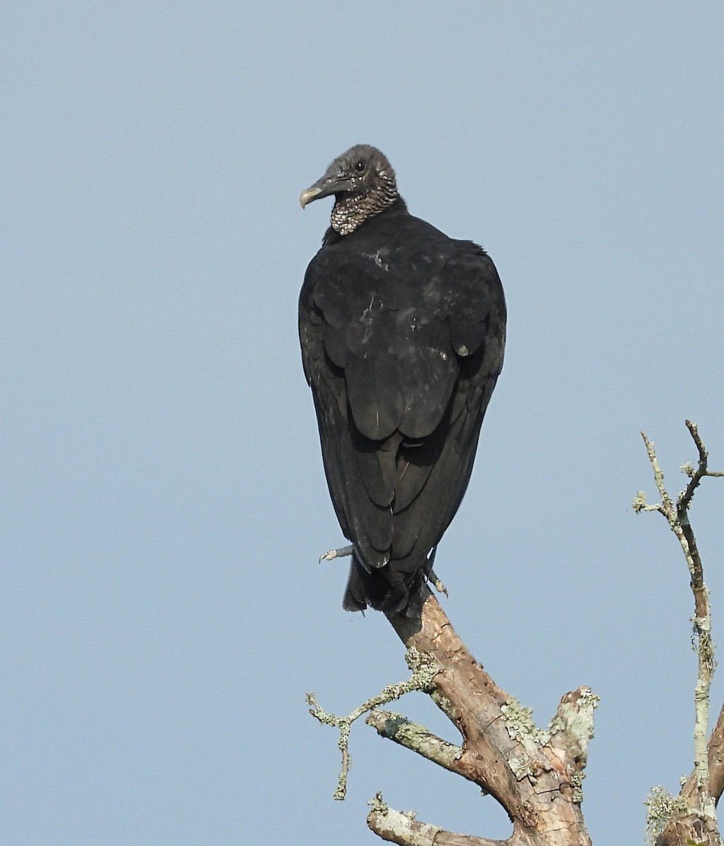 Black Vulture - ML641979924