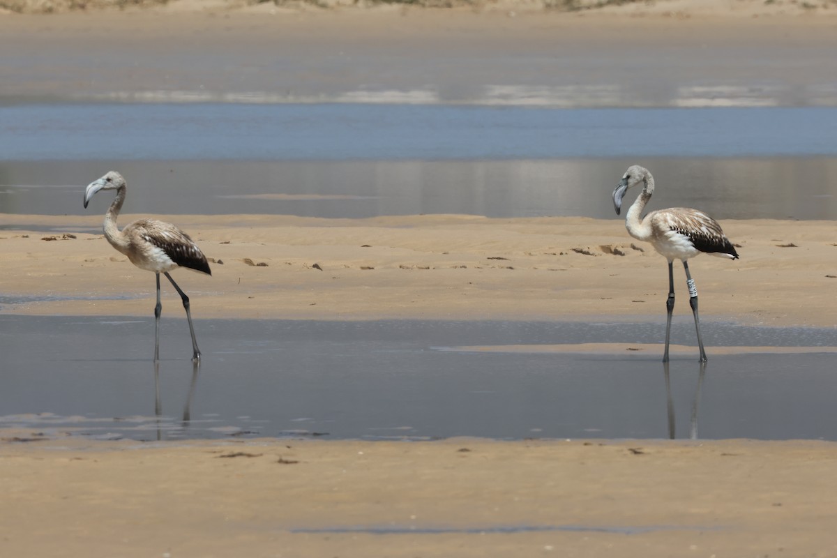 ヨーロッパフラミンゴ - ML641979925