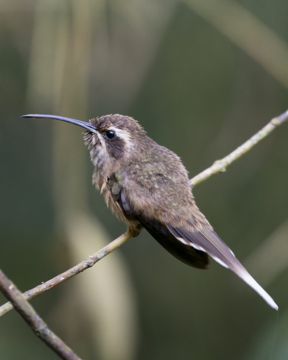 Dusky-throated Hermit - ML641979929