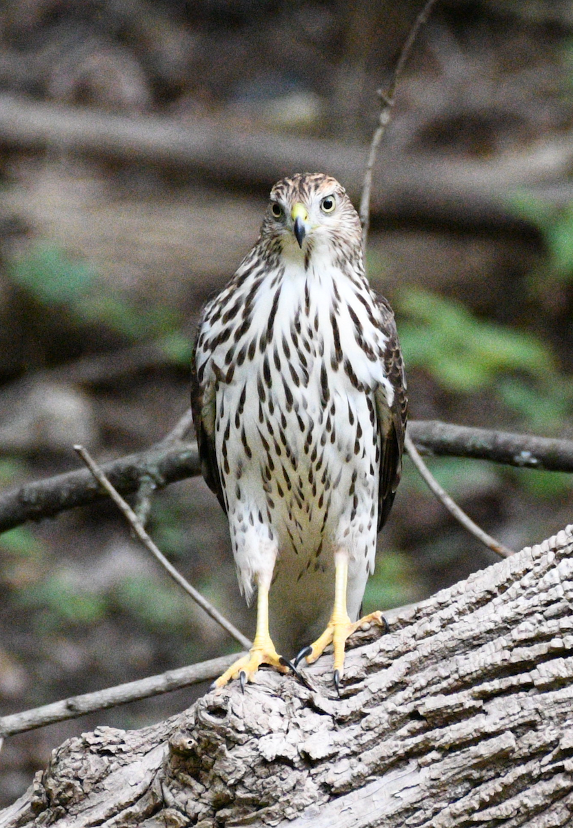 Cooper's Hawk - ML641979932