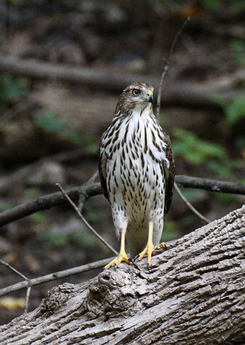 Cooper's Hawk - ML641979934