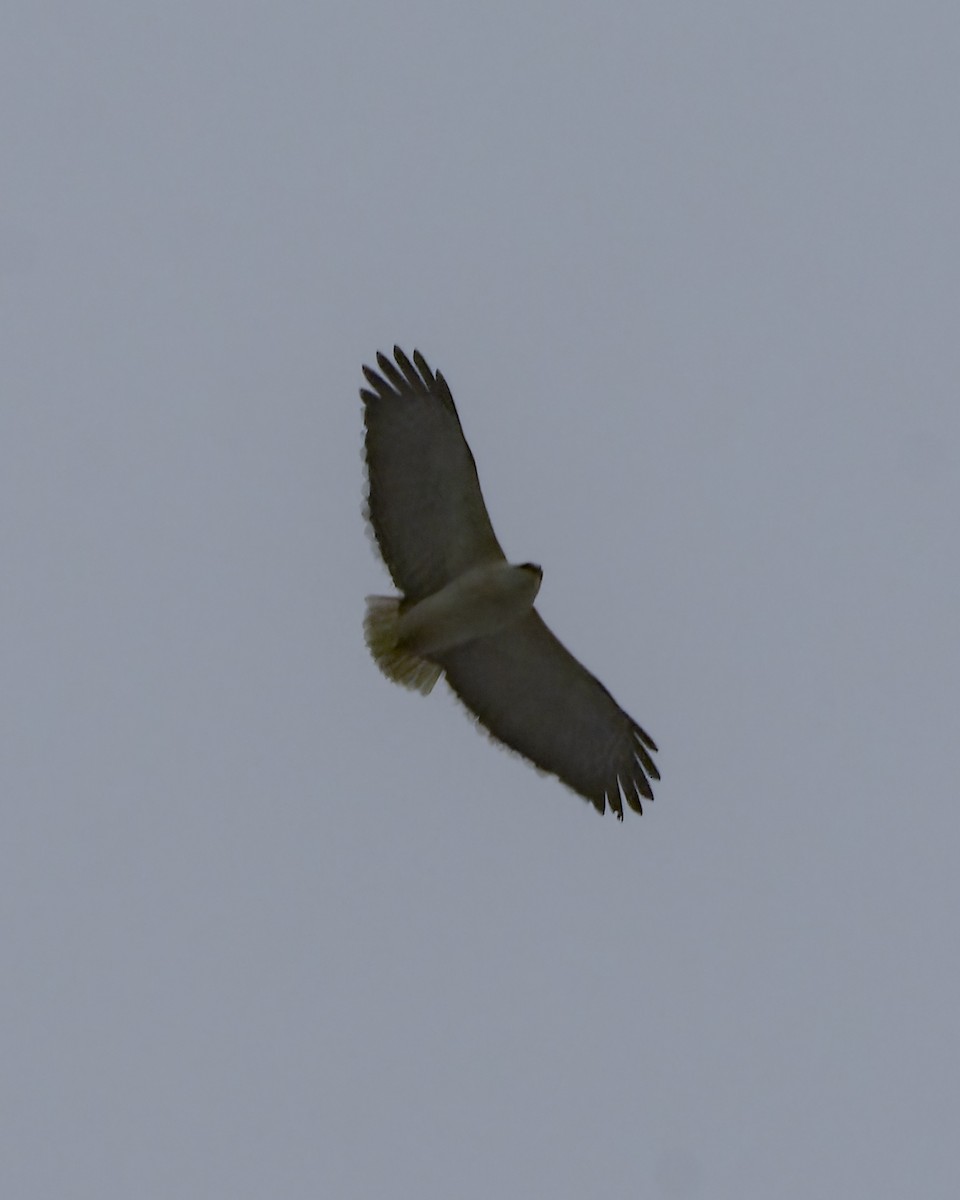 Mantled Hawk - ML641979938