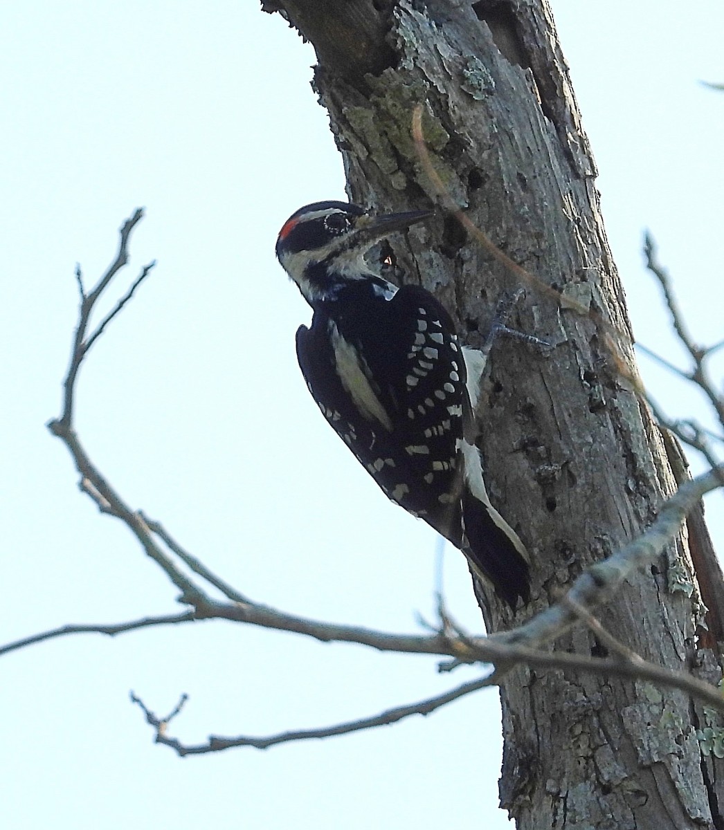 Hairy Woodpecker - ML641979939