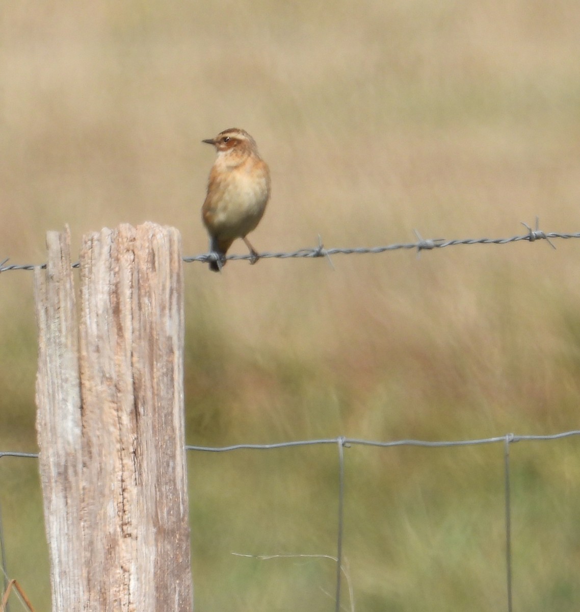 Whinchat - ML641979947