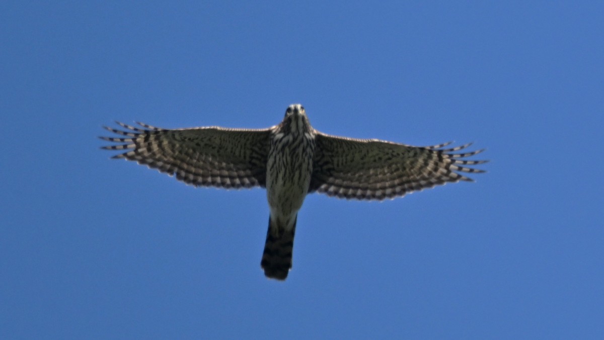 Cooper's Hawk - ML641979948