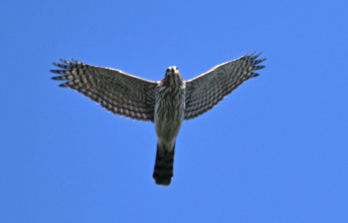 Cooper's Hawk - ML641979958