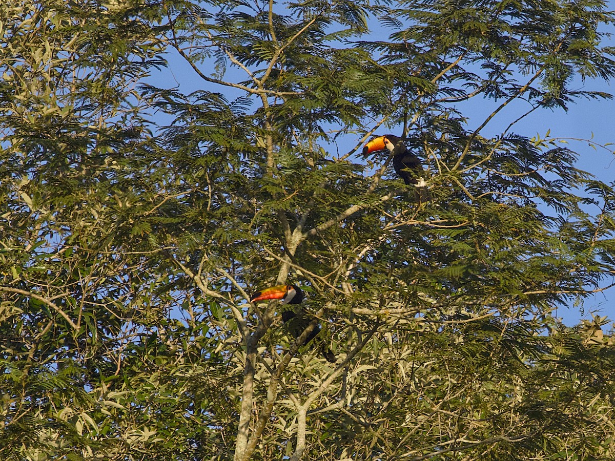 Toco Toucan - ML641979970