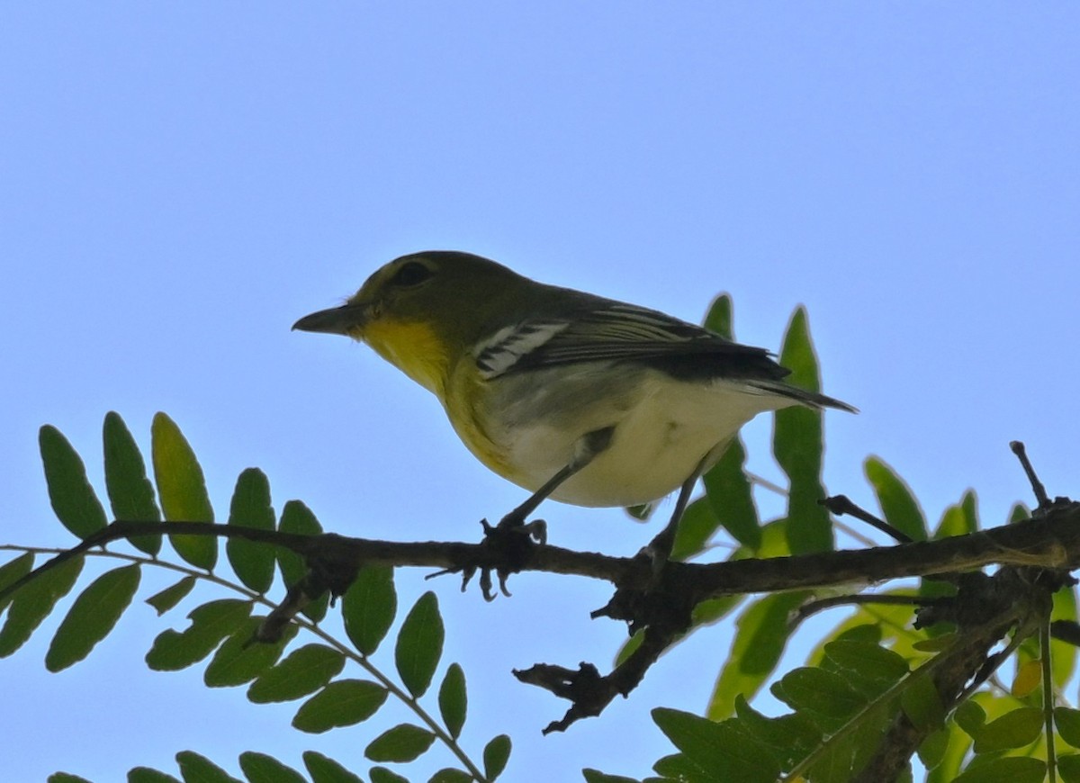 Yellow-throated Vireo - ML641979973