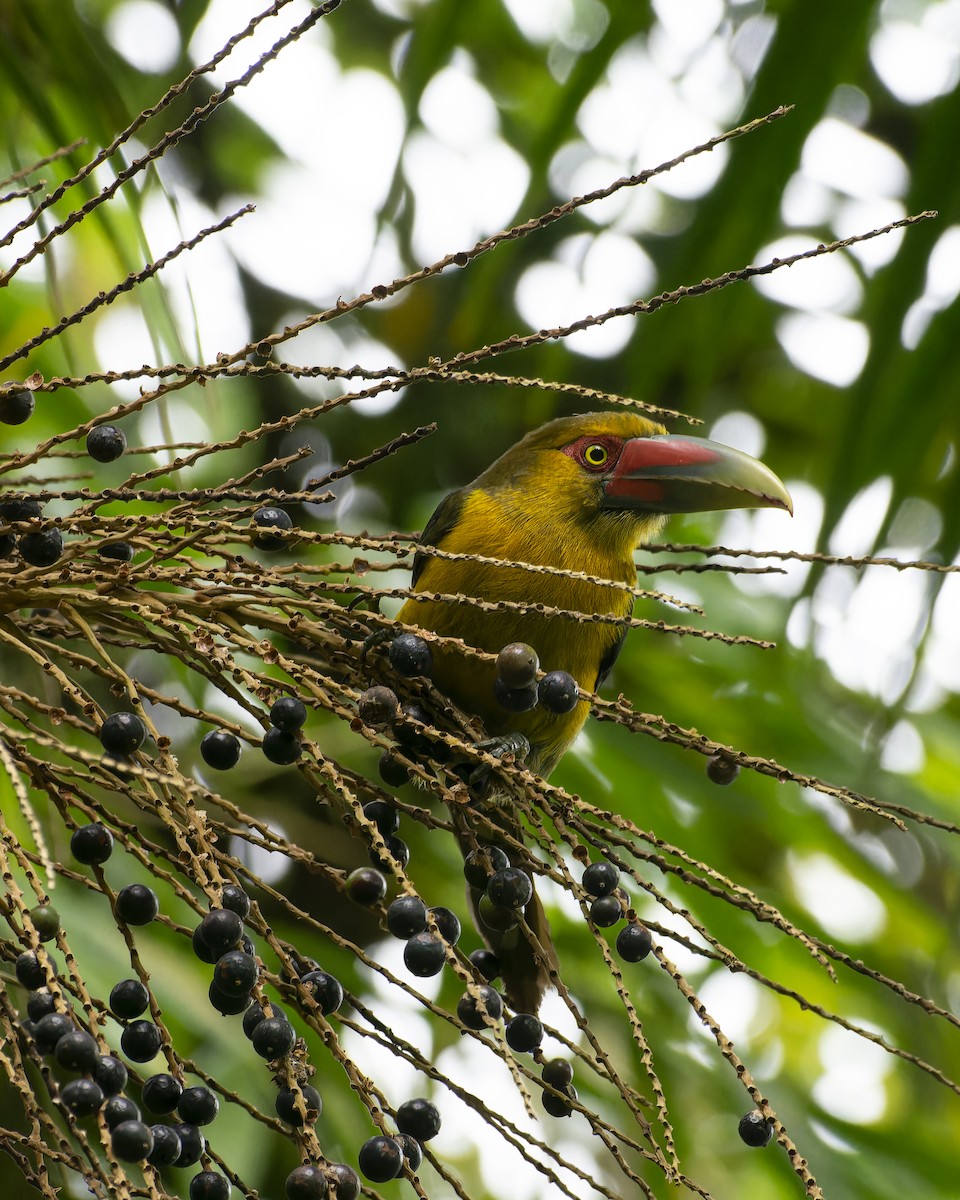 Saffron Toucanet - ML641979976