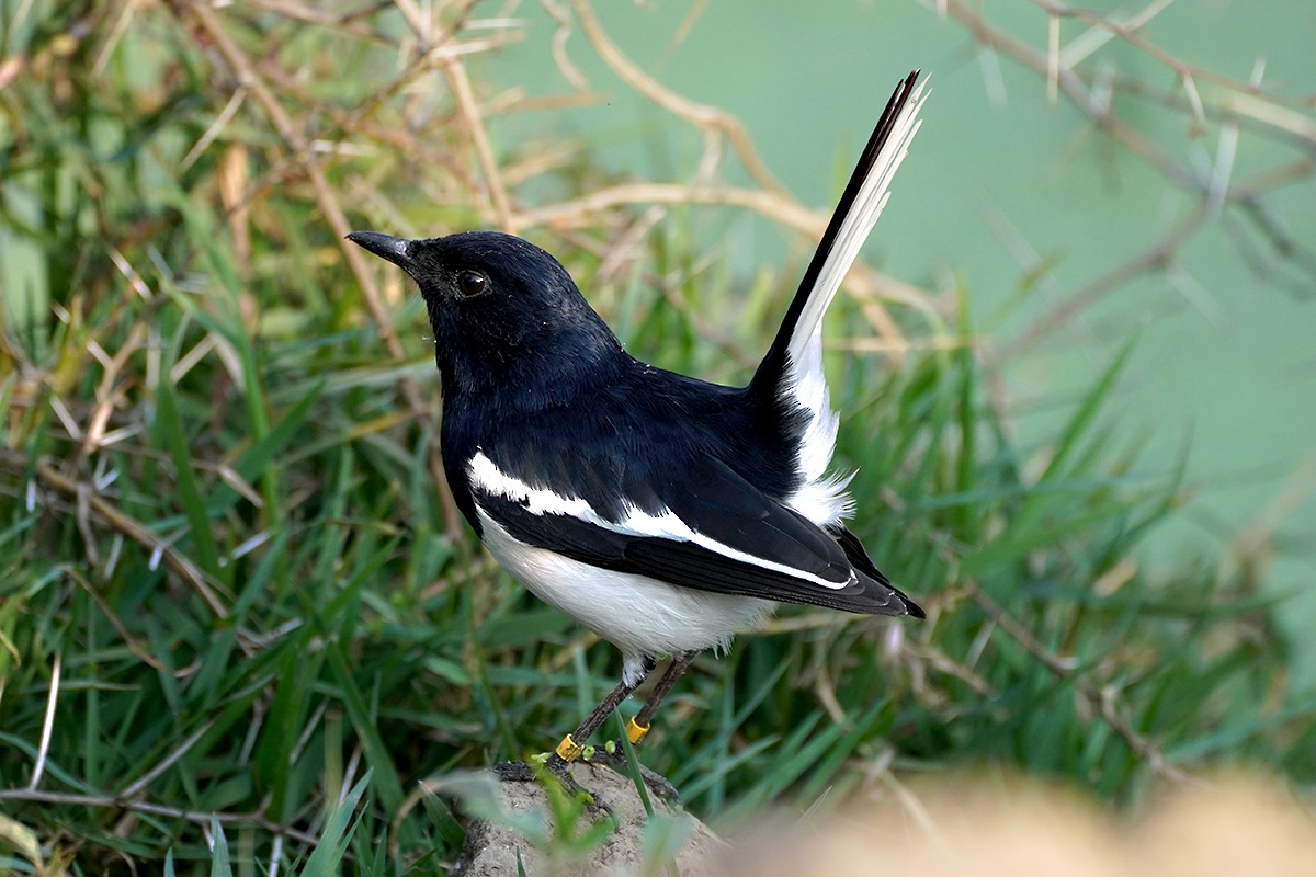 Oriental Magpie-Robin - ML641979977
