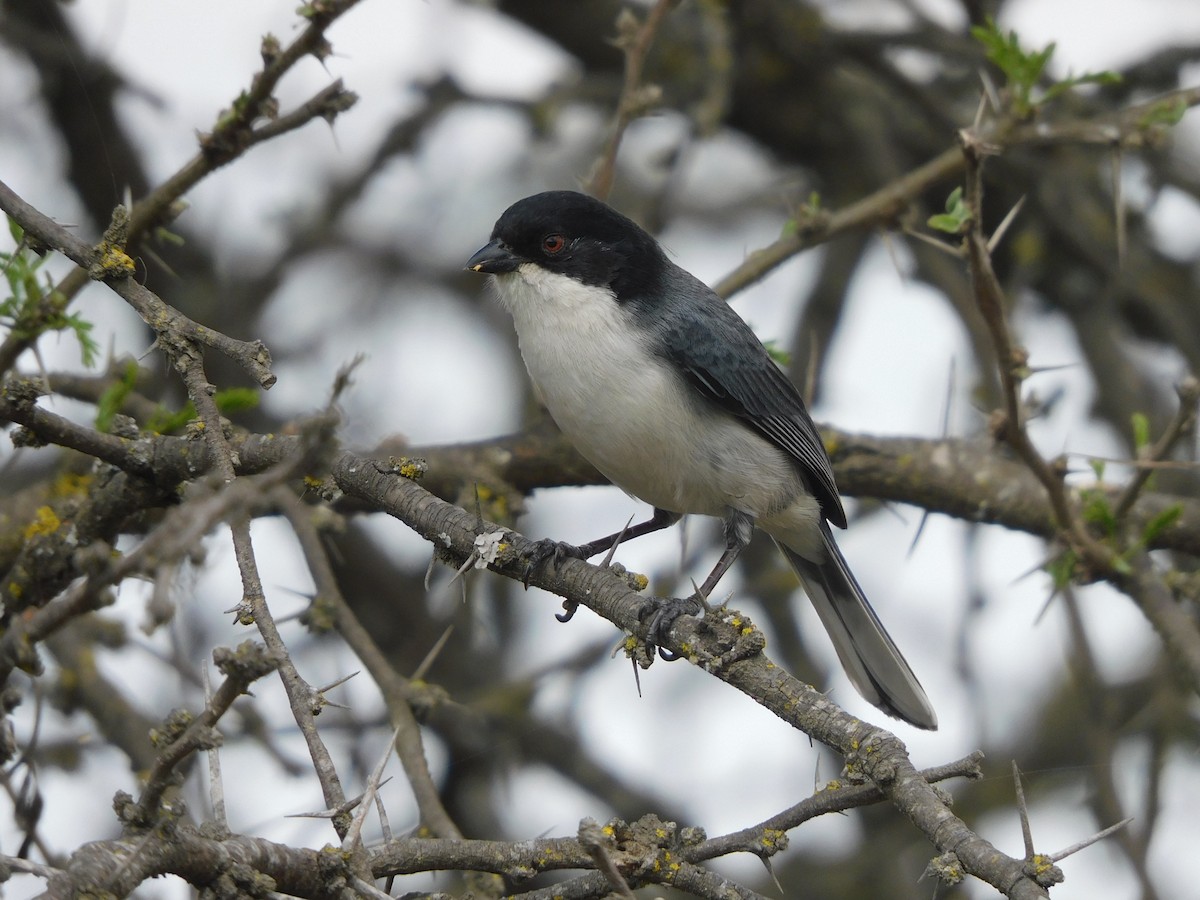 Black-capped Warbling Finch - ML641979979