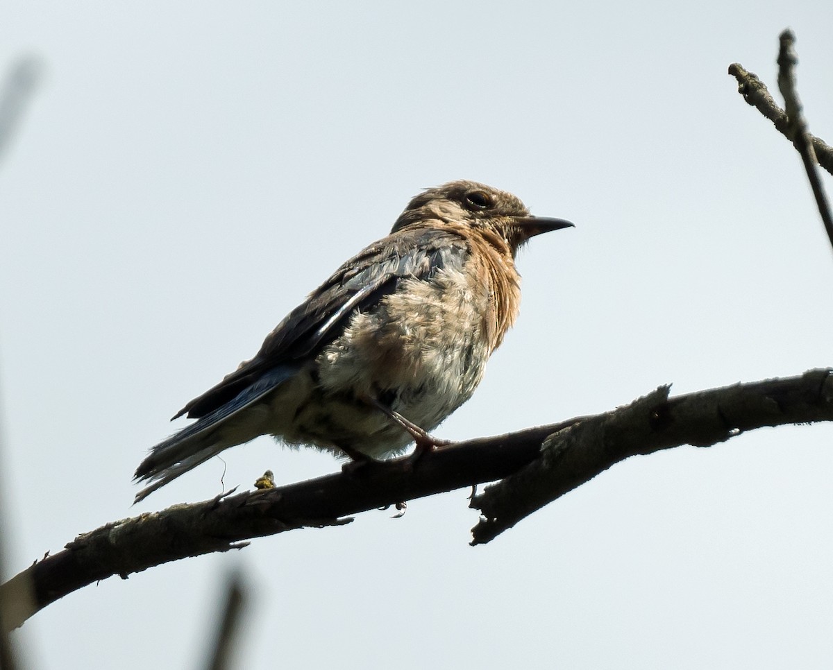 Eastern Bluebird - ML641979991