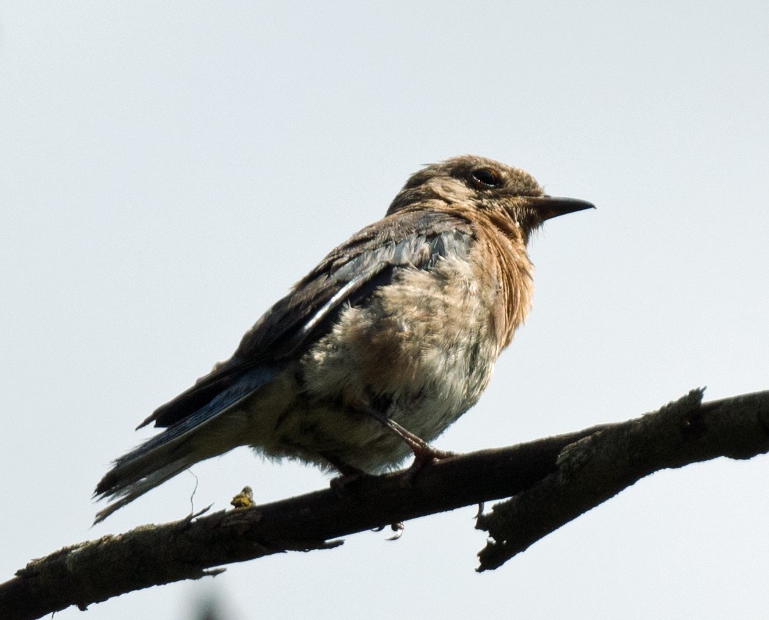 Eastern Bluebird - ML641979992