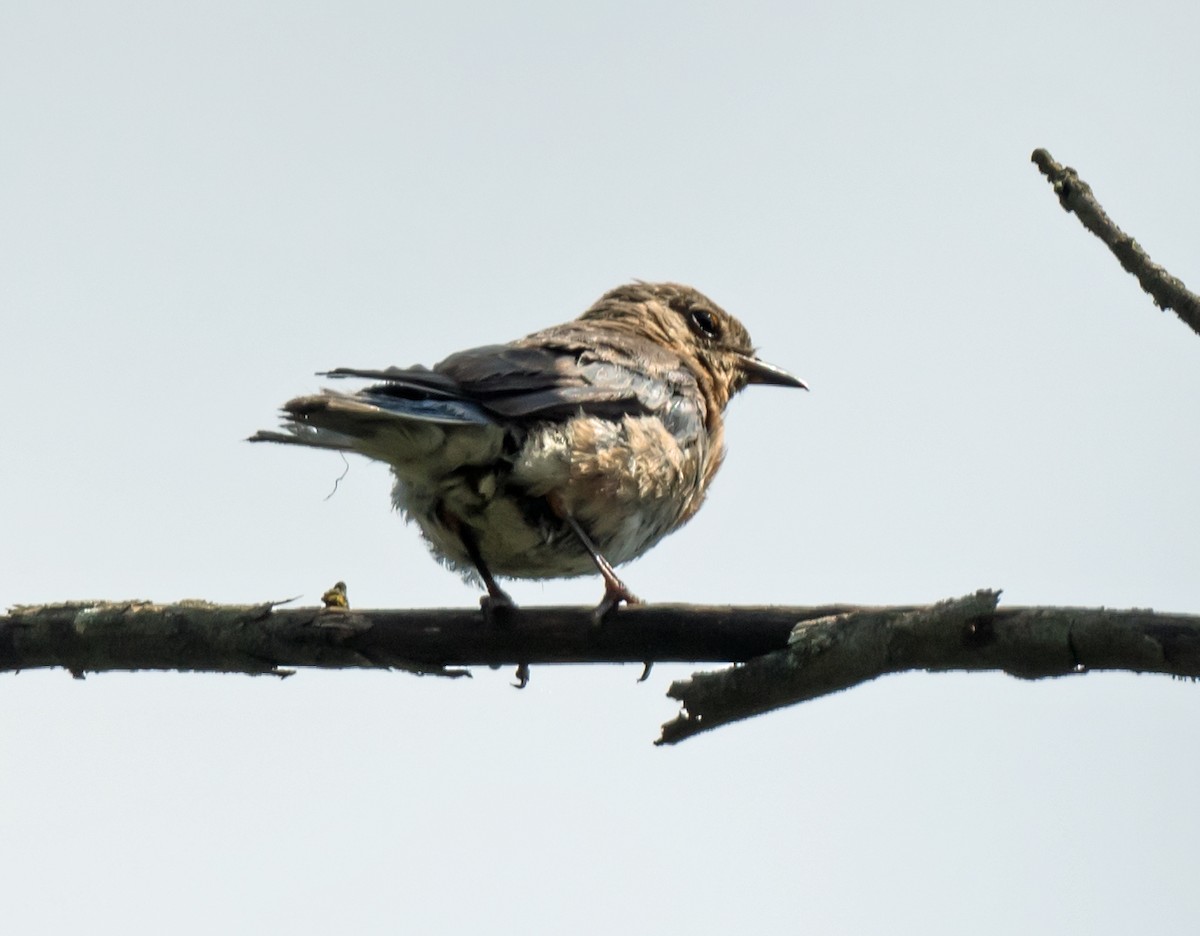 Eastern Bluebird - ML641979994