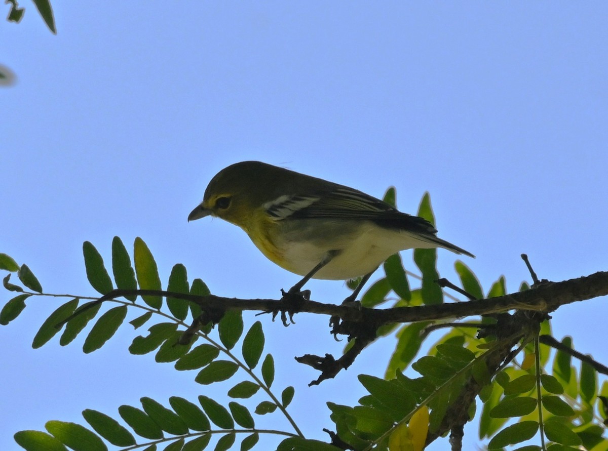 Yellow-throated Vireo - ML641979996