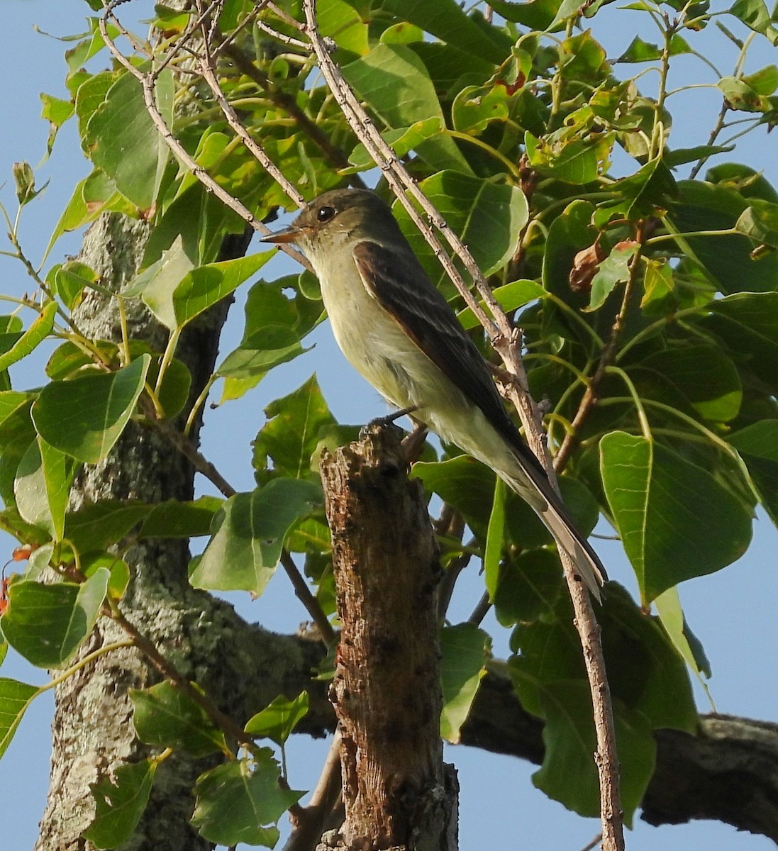 Eastern Wood-Pewee - ML641980001