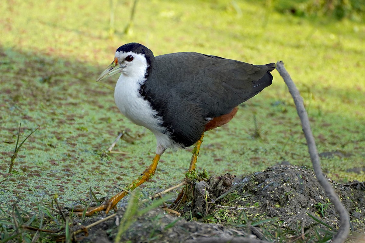 White-breasted Waterhen - ML641980009