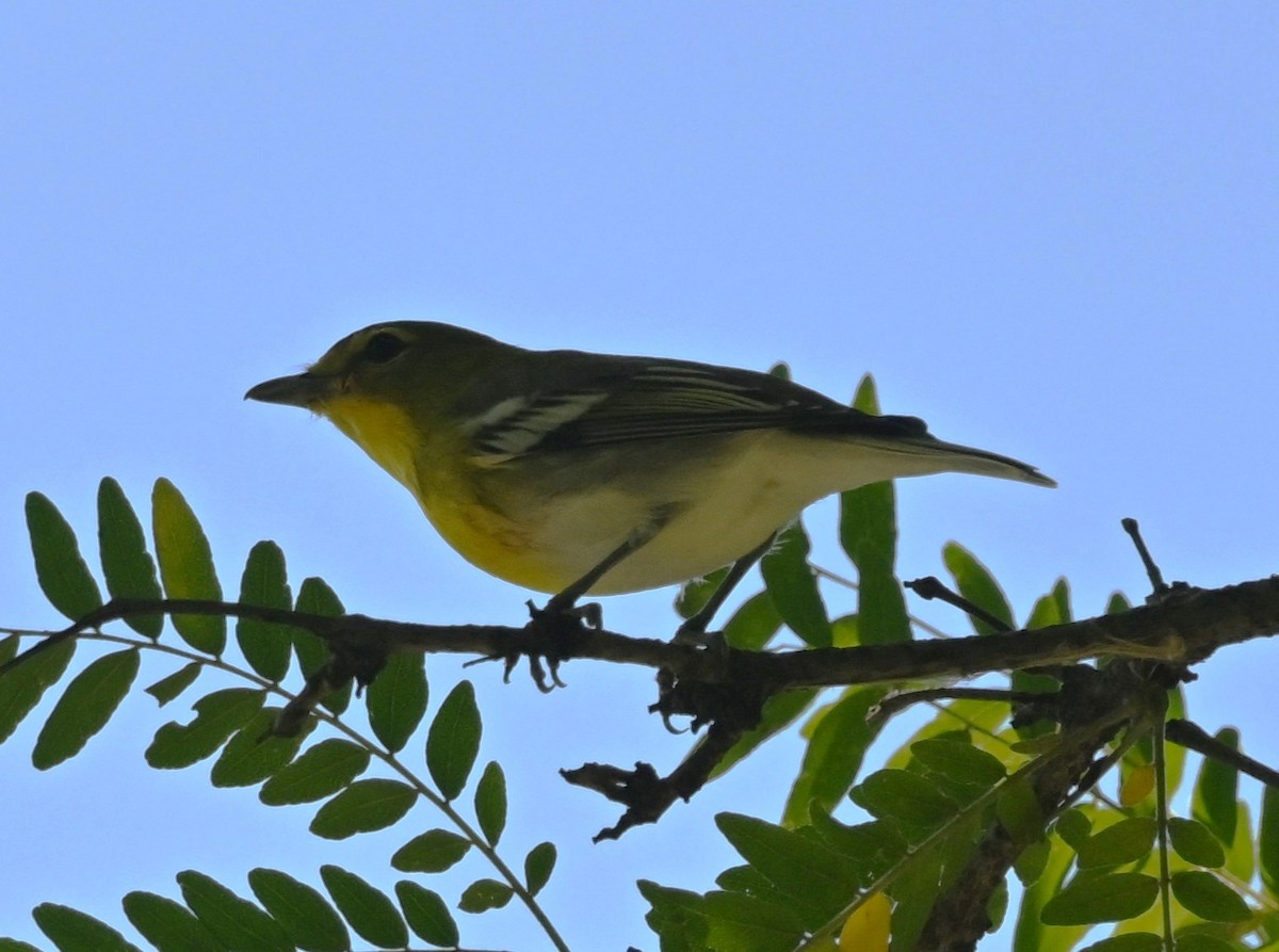 Yellow-throated Vireo - ML641980011