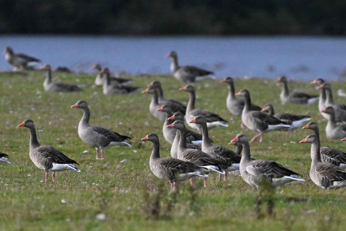 Graylag Goose - ML641980016