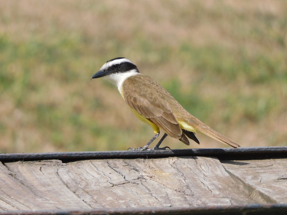 Great Kiskadee - ML641980017