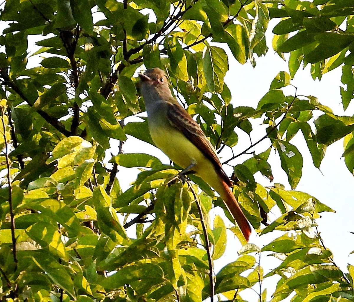 Great Crested Flycatcher - ML641980029