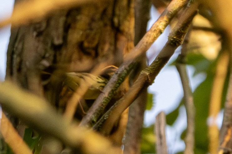 Northern Waterthrush - ML641980033