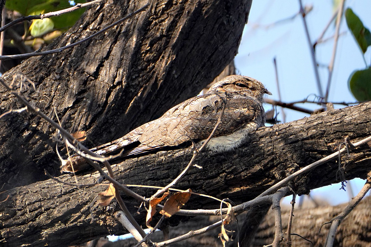 Jungle Nightjar - ML641980048
