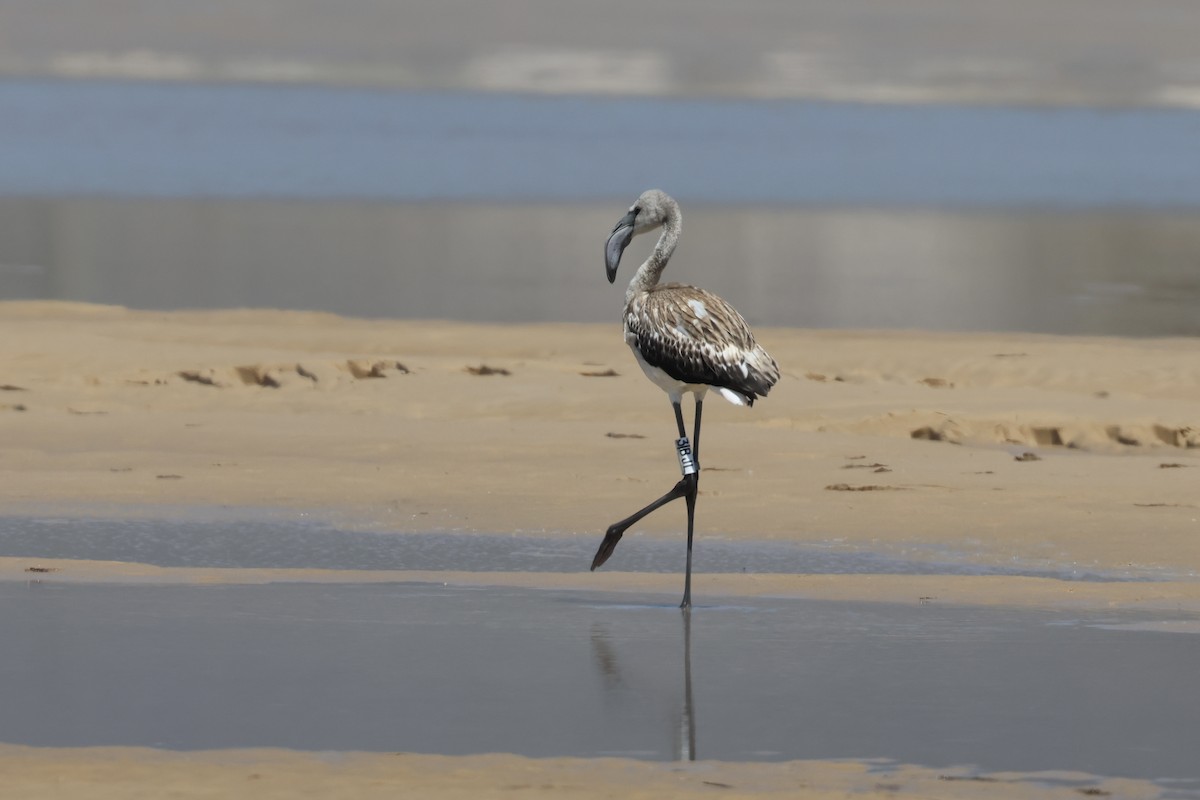 ヨーロッパフラミンゴ - ML641980049