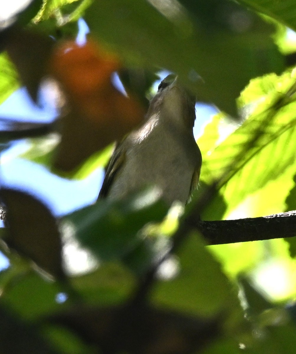 Red-eyed Vireo - ML641980050