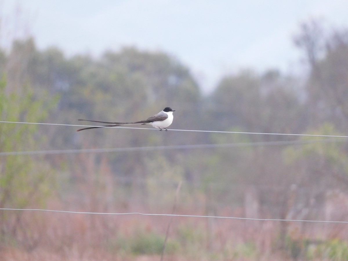 Fork-tailed Flycatcher - ML641980051