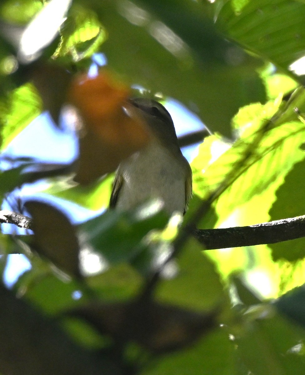 Red-eyed Vireo - ML641980057