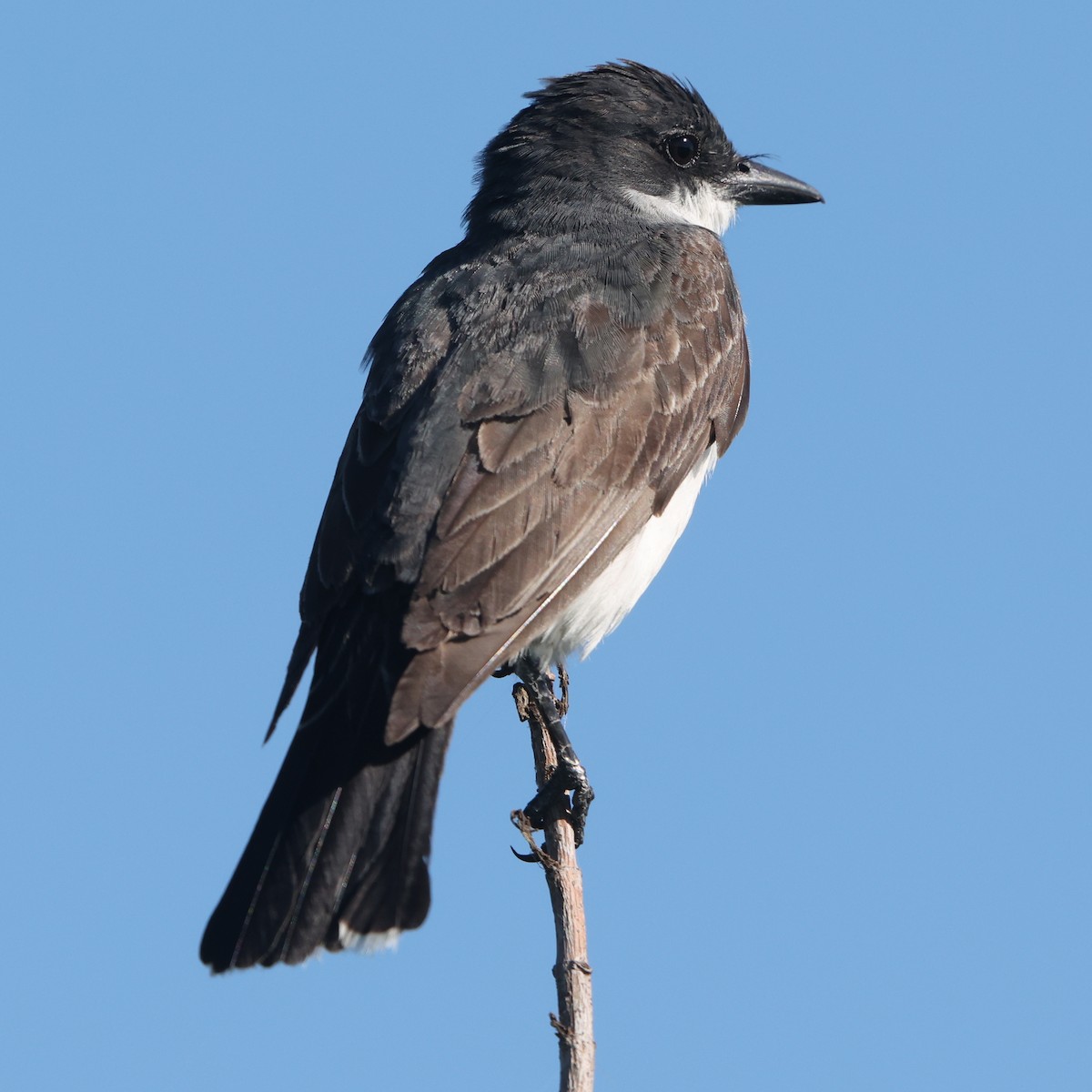 Eastern Kingbird - ML641980063