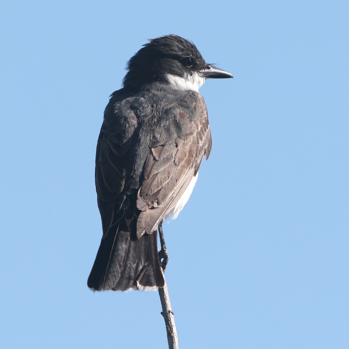 Eastern Kingbird - ML641980064