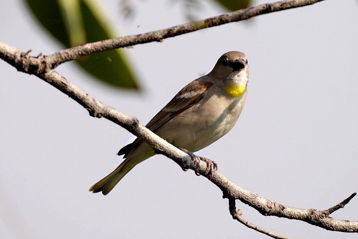 Yellow-throated Sparrow - ML641980074
