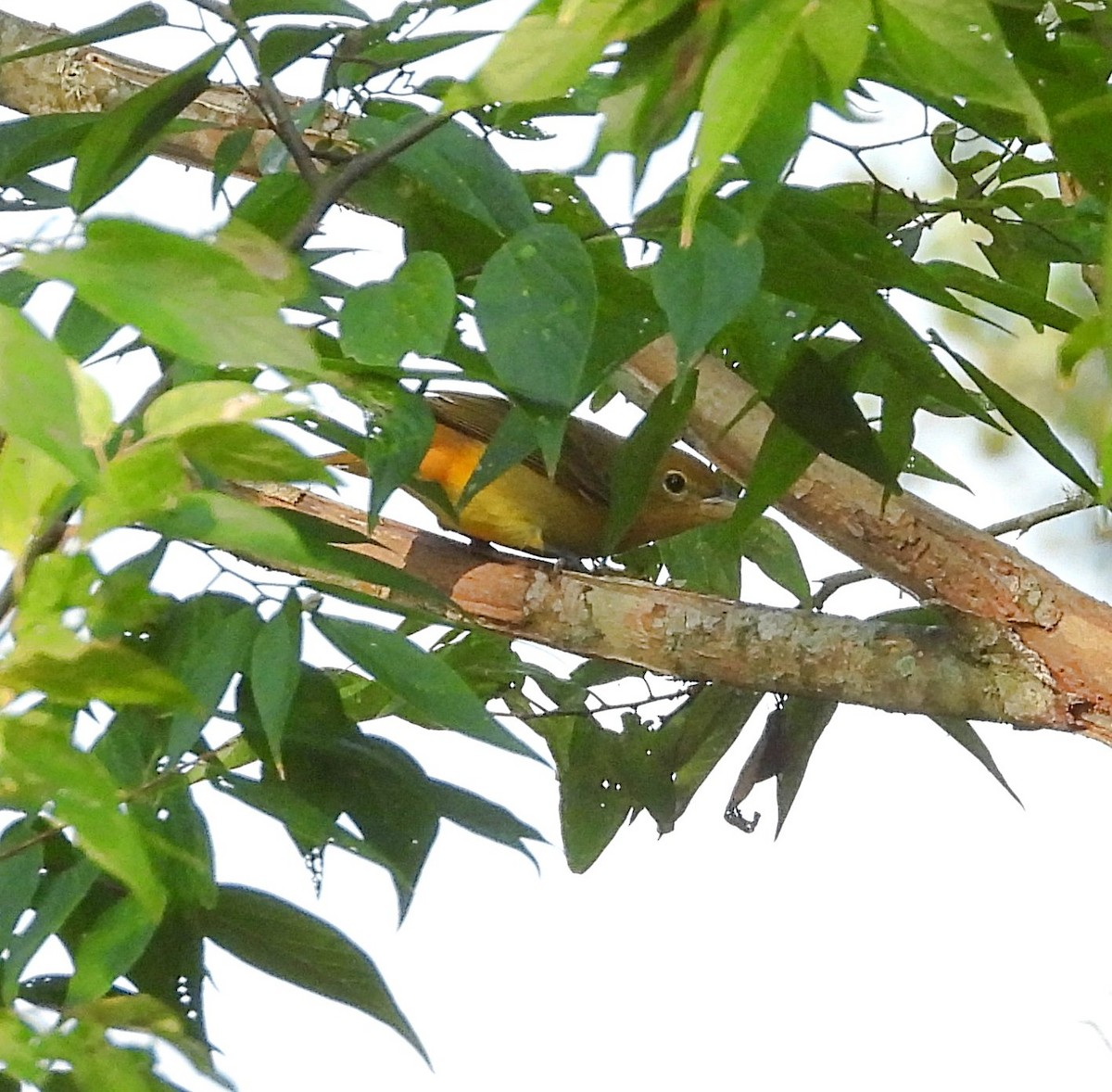 Summer Tanager - ML641980081
