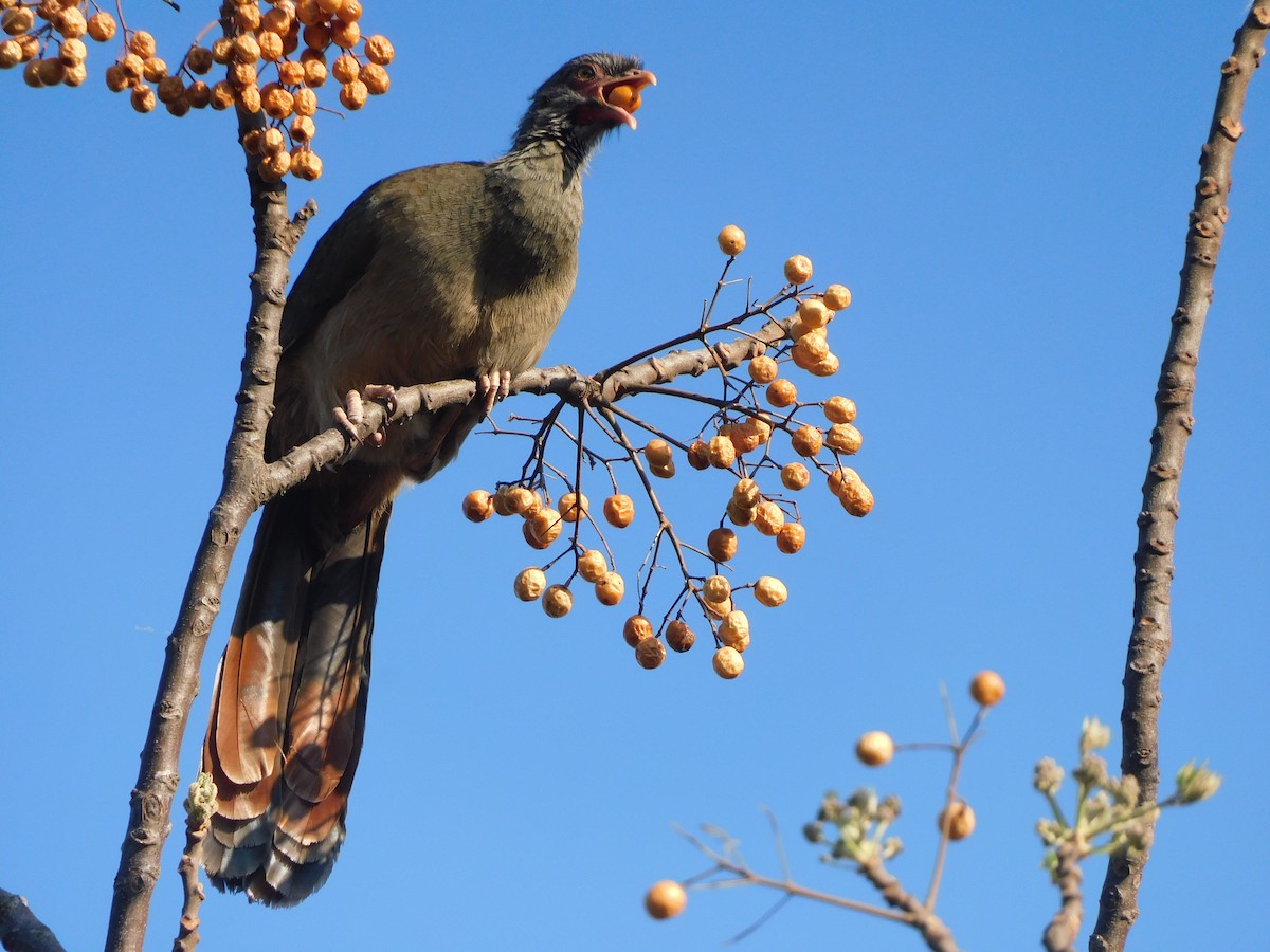 Chaco Chachalaca - ML641980086
