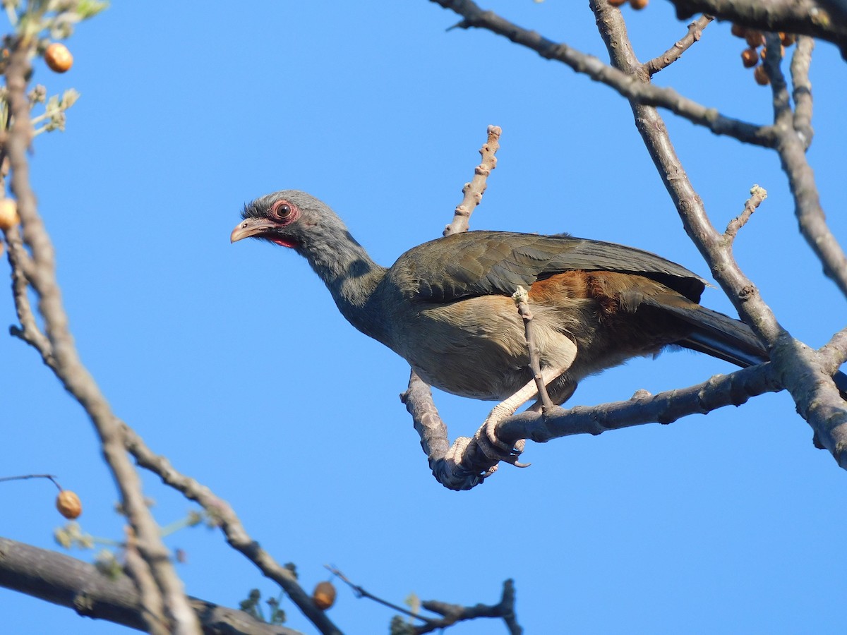 Chaco Chachalaca - ML641980115