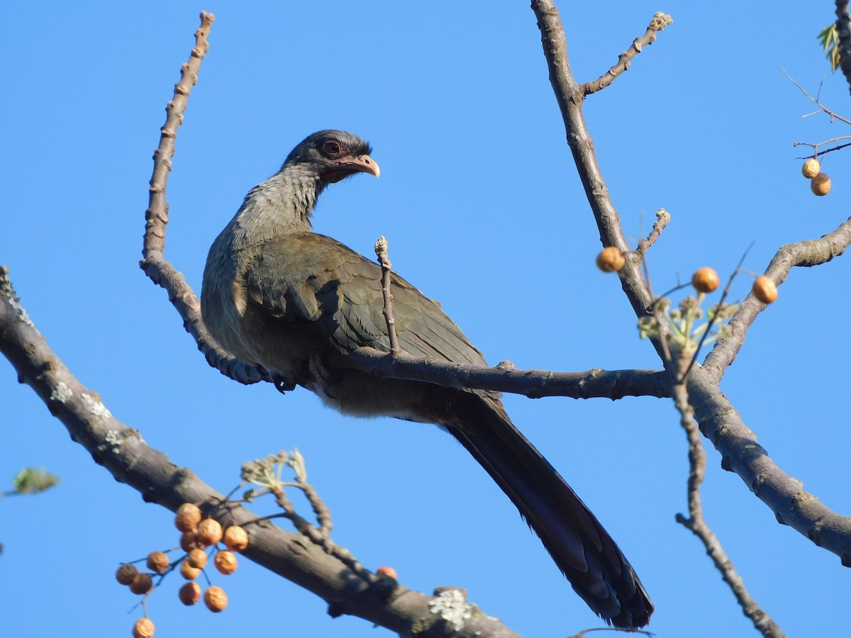 Chaco Chachalaca - ML641980116