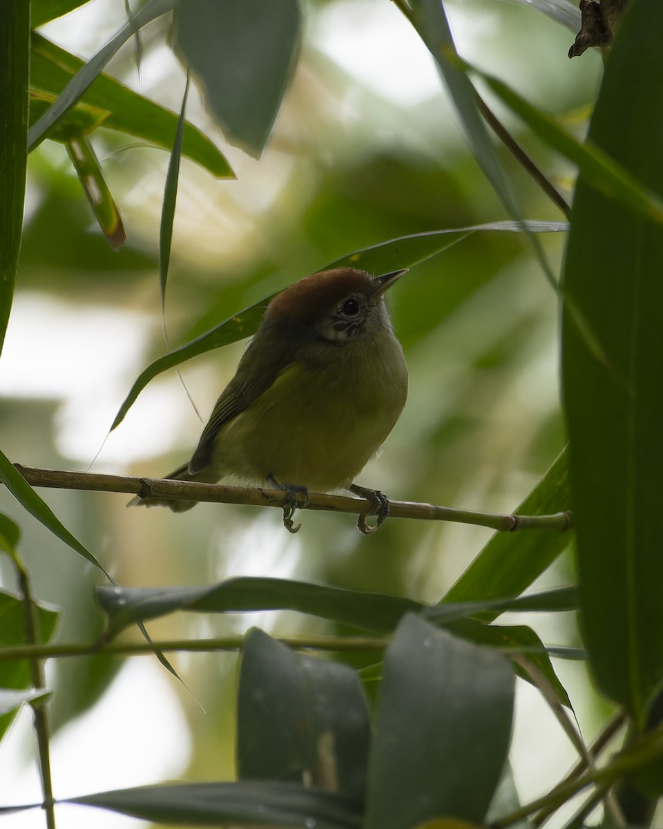 Rufous-crowned Greenlet - ML641980117
