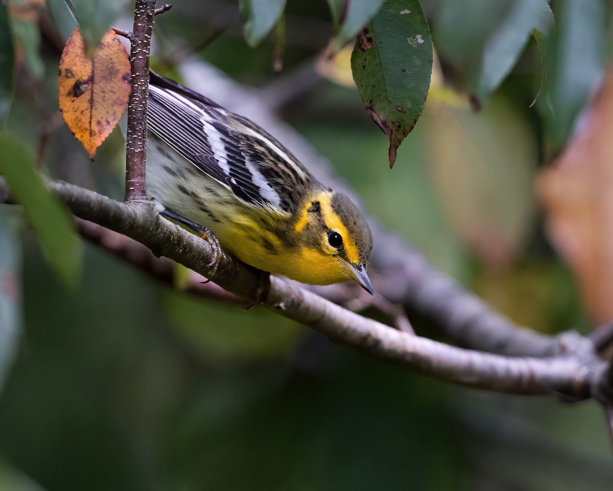 Blackburnian Warbler - ML641980128