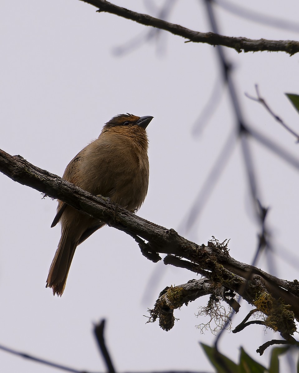 Brown Tanager - ML641980130