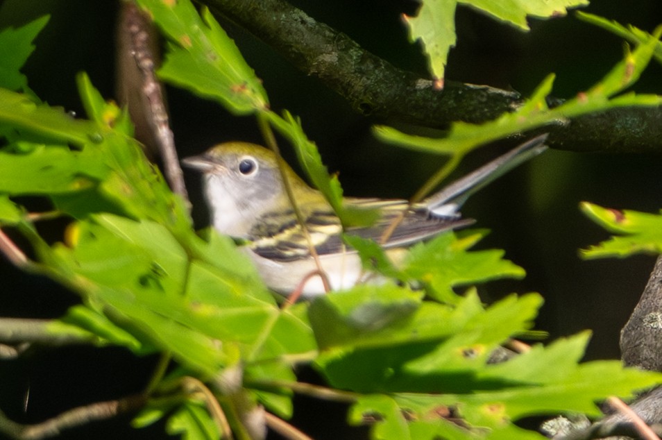 Chestnut-sided Warbler - ML641980132