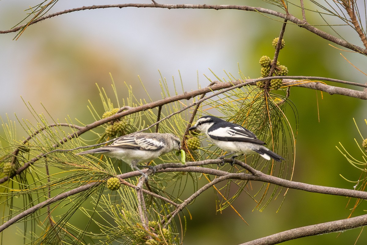 Pied Triller - ML641980133