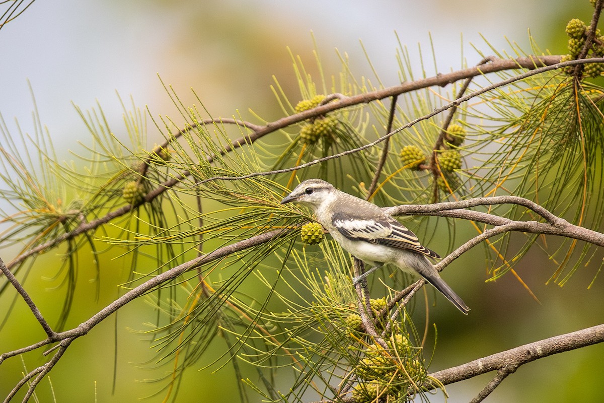 Pied Triller - ML641980134