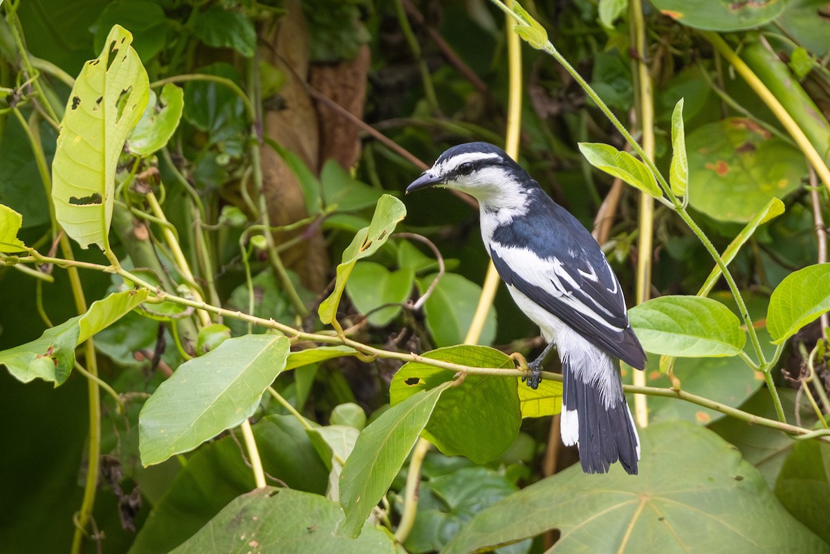 Pied Triller - ML641980135