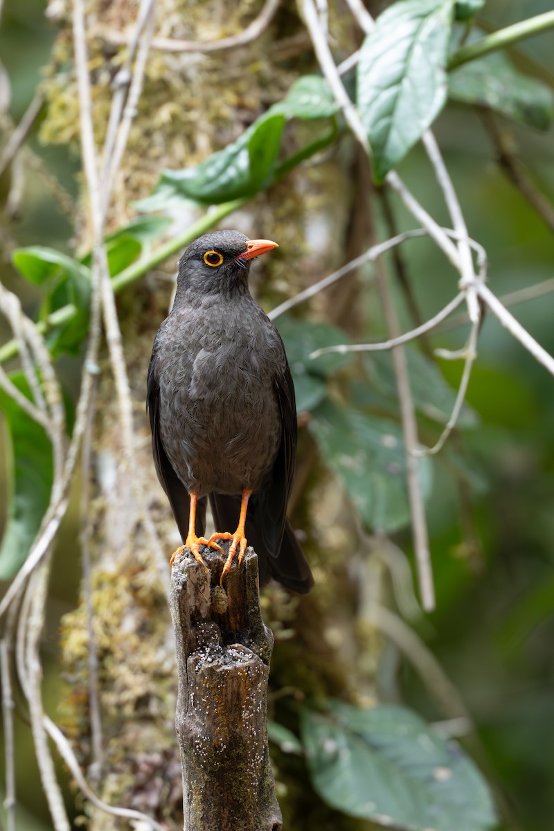 Great Thrush - ML641980138