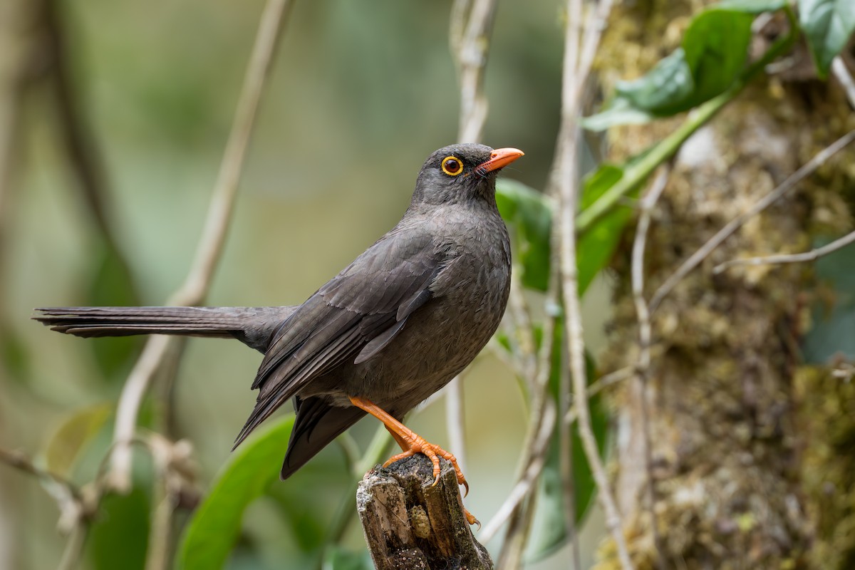 Great Thrush - ML641980139