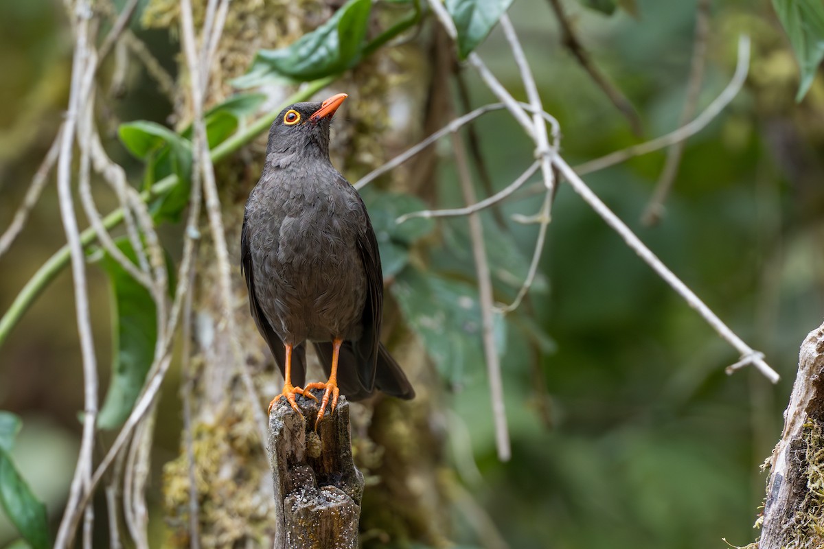 Great Thrush - ML641980140