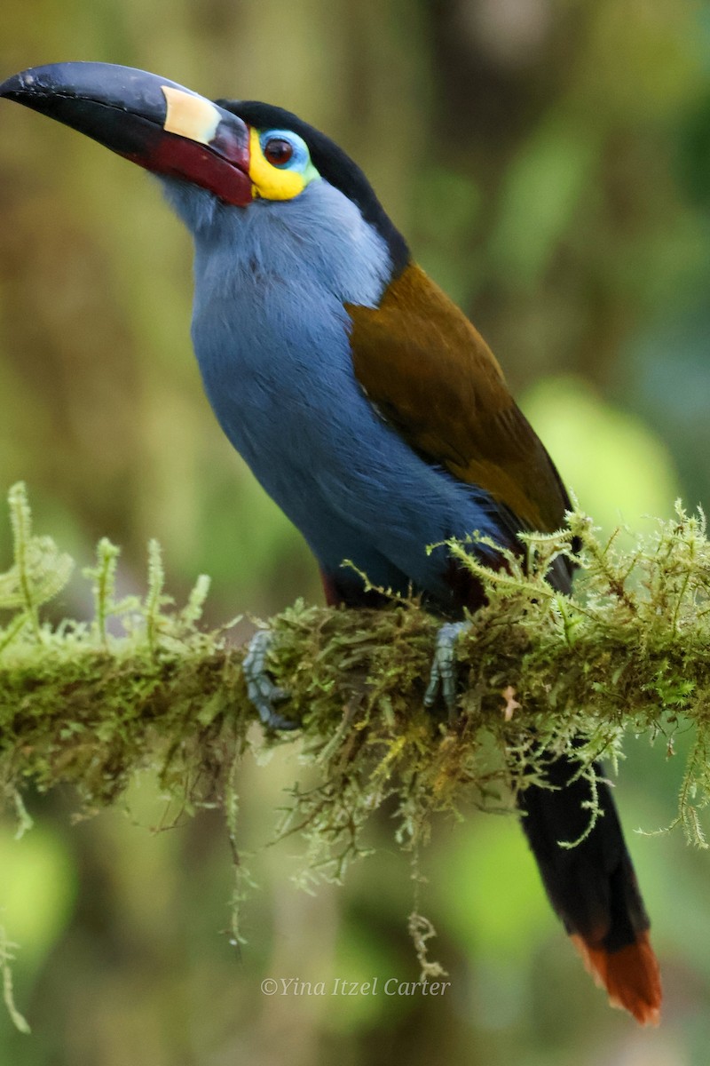 Plate-billed Mountain-Toucan - ML641980143