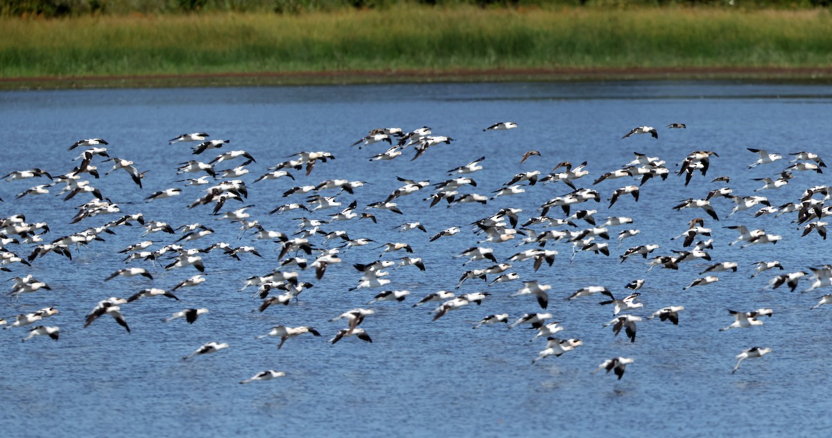 American Avocet - ML641980147